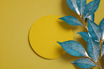 Teal leaves on a yellow background with a circular shape for product display plant branch
