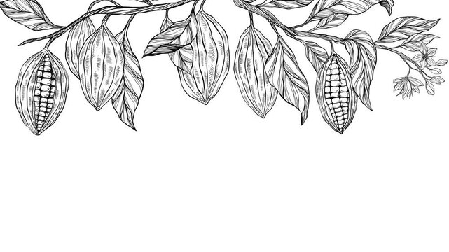 Animated background with watercolor cocoa pods and leaves, ideal for cafe videos, chocolate ads, coffeehouse menus, packaging motion design, or tropical botanical animations.