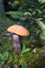 Close-up of a Leccinum versipelle mushroom (orange birch bolete) growing in a mossy forest floor, surrounded by green leaves, grass, and pine branches in soft natural light