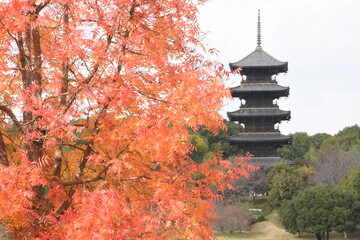 五重塔と櫂の木
