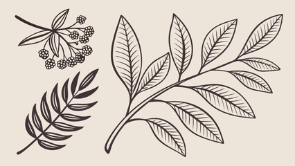 Fototapeta premium HandDrawn Botanical Illustrations Berries Leaves and Branches.