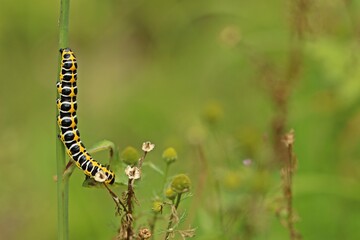 Raupe des Lattich-Mönchs (Cucullia lactucae) frisst an Acker-Gänsedistel (Sonchus arvensis)
