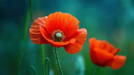 Vibrant Red Poppy Flowers in Bloom Against a Soft Green Background, Floral Portrait