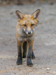 Red Fox cub