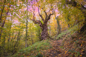 Deciduous forest in autumn with sunset sky in the Irati Forest, in the province of Navarra, Spain
