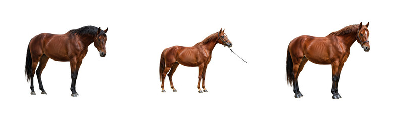 Obraz premium Horse breeding event farm animal outdoor side equine care insights. Cut out PNG set