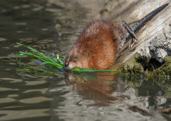 Adult muskrat or common muskrat (Ondatra zibethicus) close-up with a tuft of grass in its mouth