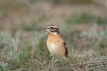 An adult female whinchat (Saxicola rubetra) photographed in breeding plumage against a background of spring grass