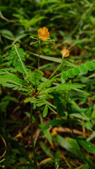 Biophytum sensitivum (Mukkutti) close-up: delicate pinnate leaves, yellow five-petaled flower in soft natural light, evoking tropical tranquility and botanical charm.