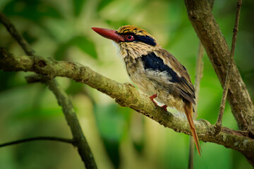 Sulawesi lilac kingfisher Cittura cyanotis bird in Cittura found in lowlands of Sulawesi and Lembeh, typical kingfisher shape with short tail and long bill, colorful forest bird on the green jungle
