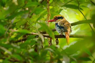 Sulawesi lilac kingfisher Cittura cyanotis bird in Cittura found in lowlands of Sulawesi and Lembeh, typical kingfisher shape with short tail and long bill, colorful forest bird on the green jungle