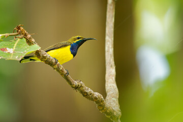 Fototapeta premium Sahul sunbird Cinnyris frenatus bird in Nectariniidae endemic to Sulawesi to New Guinea and Australia, yellow and dark blue nectar and insect eating beautiful bird on the flowers, singing in the tree