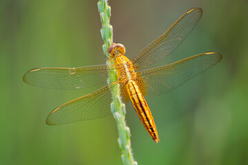 Scarlet skimmer or Ruddy marsh or Oriental skimmer Crocothemis servilia dragonfly of Libellulidae,...