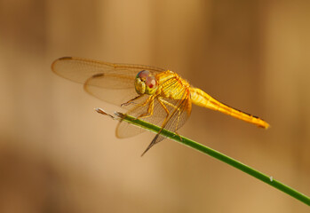 Scarlet skimmer or Ruddy marsh or Oriental skimmer Crocothemis servilia dragonfly of Libellulidae, native to east and southeast Asia, introduced to Jamaica, Florida, and Hawaii