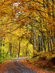 Forest road among tall trees dressed in autumn colours 