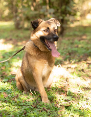 Three-headed mixed-breed dog on a leash sitting in the forest