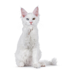 Amazing solid white odd eyed Maine Coon cat kitten, sitting up facing front with paw up and pointing towards lens. Looking straight to camera. Isolated on a white background.