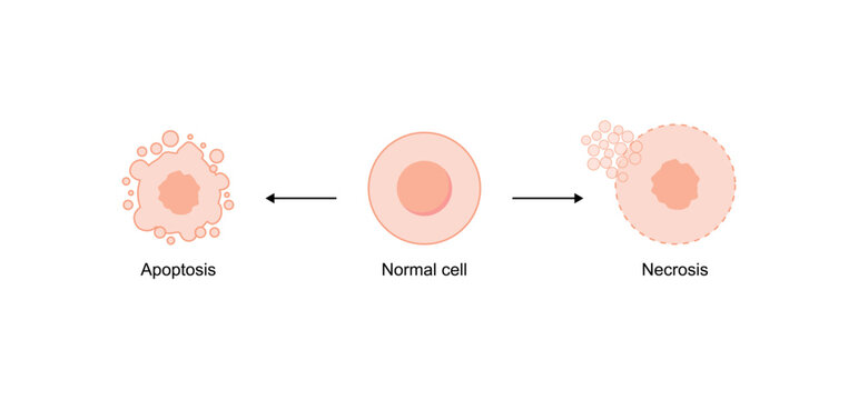 Necrosis and apoptosis of normal cell. cell death labeled outline diagram. Vector illustration