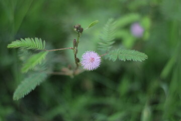 A detailed macro shot capturing the delicate beauty of the Sensitive Plant (Mimosa pudica) and its unique flower.