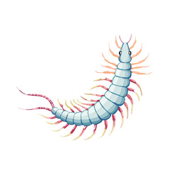 Obraz premium Cartoon centipede vector illustration on black background. A cute segmented bug crawling.