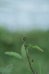 A detailed macro shot capturing the delicate beauty of the Sensitive Plant (Mimosa pudica) and its unique flower.