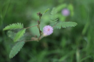 A detailed macro shot capturing the delicate beauty of the Sensitive Plant (Mimosa pudica) and its unique flower.