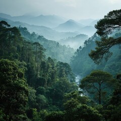 Fototapeta premium Misty mountain valley, lush green forest