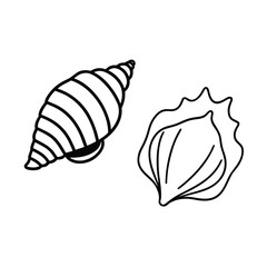 marine life two different sea shells on white background 