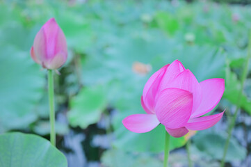 Obraz premium 緑に映える蓮の花びら