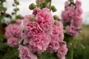 Pink hollyhocks bloom in a garden during a cloudy afternoon, showcasing their lush petals and vibrant color