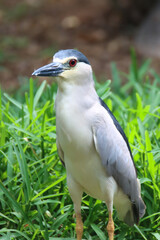 The black-crowned night heron or black-capped night heron, is a medium-sized heron - closeup shot
