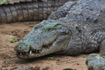 Close-up of a crocodile with a textured, scaly hide, resting on sandy ground.