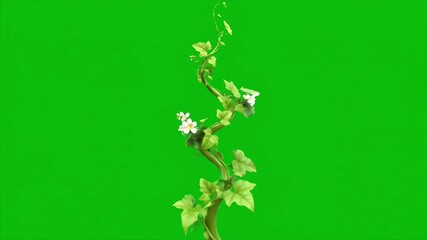 A time-lapse of a flowering vine growing and climbing for chroma key on a green screen