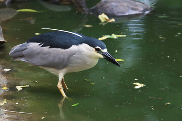 The black-crowned night heron or black-capped night heron, is a medium-sized heron - closeup shot