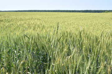 spikelets. Fresh green young unripe juicy spikelets of wheat on a blurred green field. Oats, rye, barley. harvest in spring or summer, closeup of a field. agricultural field, agriculture, farmland