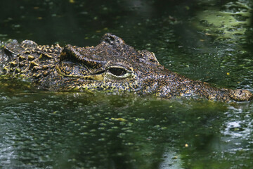Fototapeta premium Crocodile swimming in water. Silent Hunter in Still Waters. Alert Reptile in Aquatic Habitat. Head and eyes close up shot