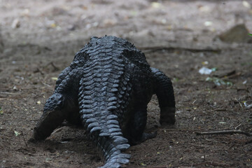 Fototapeta premium Back view of a big crocodile walking on ground