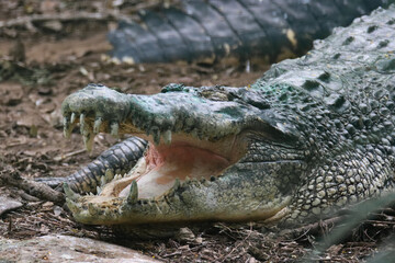 Crocodile with Open Mouth Showing Teeth