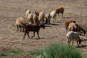 Obraz premium Cyprus Goats and Sheep Grazing Peacefully on Mediterranean Pasture