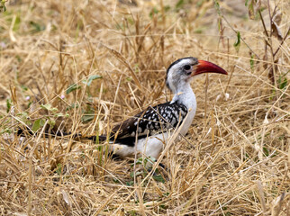 Red-Billed Hornbill Foraging in Dry Grass, Tarangire National Park, Tanzania