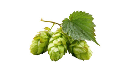 Fresh Green Hops Flower Cones Brewing Ingredient,