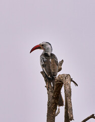 Red-Billed Hornbill Perched on a Branch in Tarangire National Park, Tanzania
