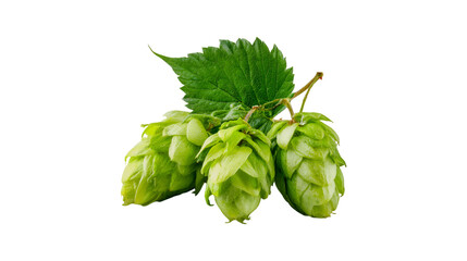 Fresh Green Hops Closeup on Black Background Brewing Ingredient