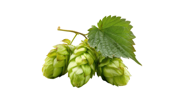 Fresh Green Hops Flower Cones Brewing Ingredient,