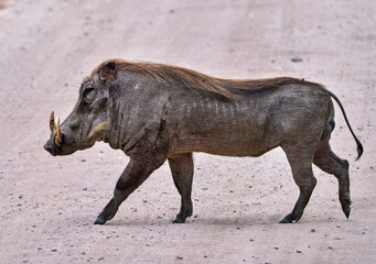 Warthog Crossing a Dirt Road in Tarangire National Park, Tanzania