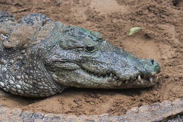 Close-up of a crocodile's head with a sandy background.