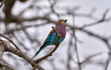 Lilac-breasted Roller Perched on a Branch in Tarangire National Park, Tanzania
