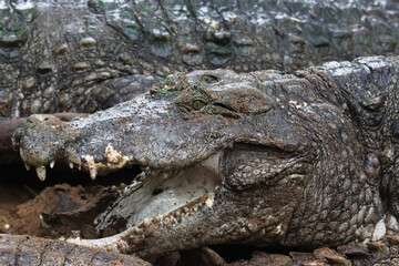 Crocodile with Open Mouth Showing Teeth