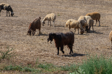 A herd of black goats and sheep peacefully grazing in a rural village landscape on the island of Cyprus.
