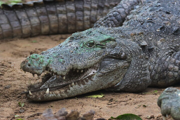 Close-up of a crocodile's head with a sandy background.